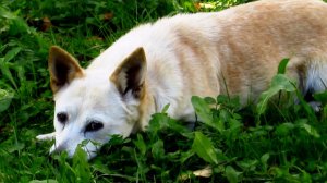 Сентябрь. Деревенская собачка выздоровела (была сильно обожжена)