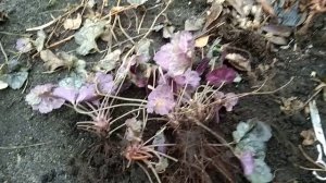 Когда зимой хочется что нибудь выращивать на подоконнике😊 Размножение г е й х е р ы🌿