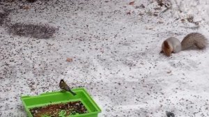 замечательный четверг в диком зоопарке