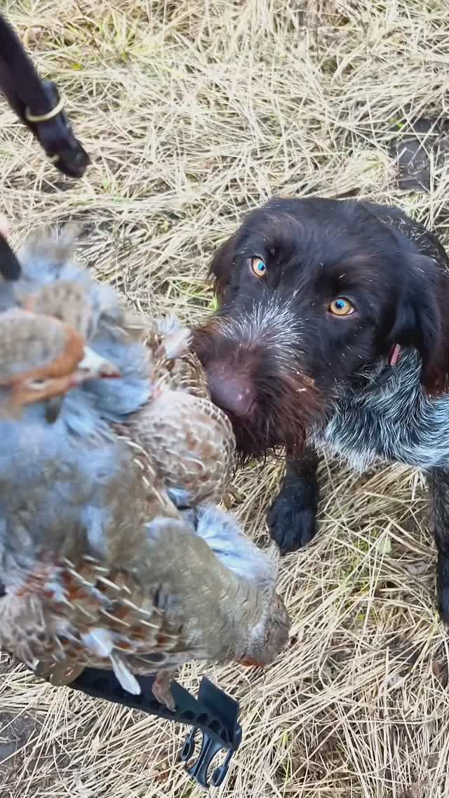 Первые работы по куропатке ученицы Скади Сатиллит Луны смотреть онлайн