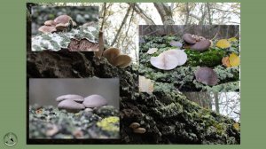 Вёшенки - снова съедобный гриб, который трудно с чем-то перепутать. Еще и хищник