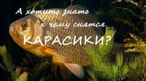 "А хотите знать к чему снятся карасики?" Каждую пятницу новая история! Подпишись и не пропустишь!