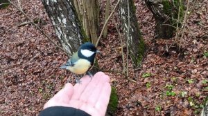 Синички 13нояб 25г