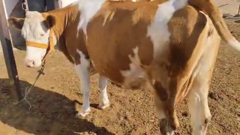 сементал коровушка