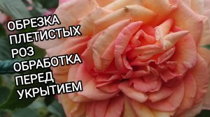 РОЗЫ. ОБРЕЗКА ПЛЕТИСТЫХ РОЗ. ОБРАБОТКА РОЗ ПЕРЕД УКРЫТИЕМ.