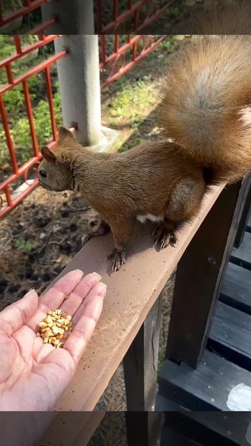 Белка в дацане Ринпоче-Багша