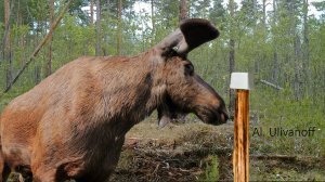 НЕШУТОЧНЫЕ СТРАСТИ НА СОЛОНЦЕ! Скрытая жизнь лесных  гигантов!