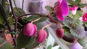 цветоносы орхидей открываются 😊красота какая а! прихожу с работы и вот что 😍