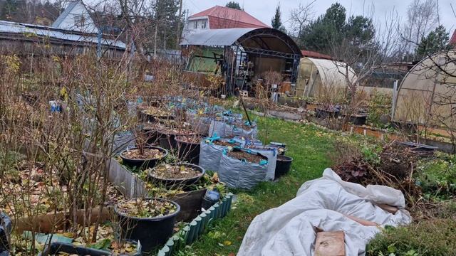 Надо ли утеплять голубику!? смотреть онлайн