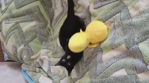 Кусь Дзюцу - показательное выступление