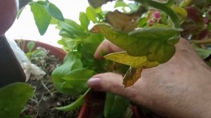 13 НОЯБРЯ 2025 Г.  АМУРСК. СНЕГ ХЛОПЬЯМИ. ОГОРОД НА ПОДОКОННИКЕ. С ДНЁМ ДОБРОТЫ.