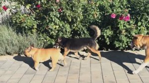 Забежал сосед во двор. Елисей дружбану рад, а Любава в раздумьях - играть с ним или съесть)