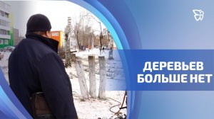 Природа пострадала во дворе на Ермака   Новости