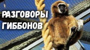 Белорукие гиббоны переговариваются. Ленинградский зоопарк
