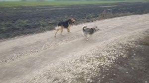 Женская ревность. #собаки #животные #топ