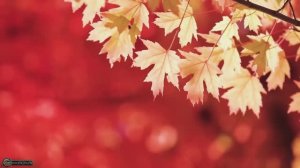 🍂 Погружение в Золотую Осень