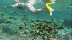 Египет. Шарм-эль-Шейх. Рыбки на пляже отеля Sharmilion Sea Life, Club!