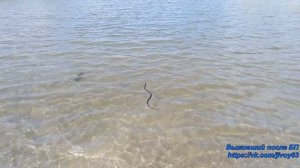 Рыбалка на затоне Шалаевском, р. Самара #впбп #jivoy63