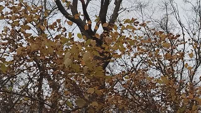 Чудо природы??? смотреть онлайн