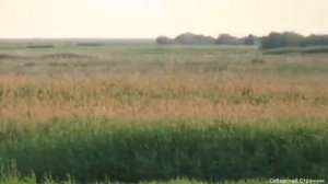 Пробрались через болото.Ищем в ямах сазана.