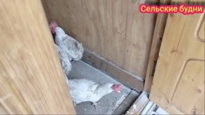 Нашим курам зима не страшна.