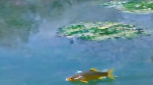 Клод Моне. Кувшинки. 1906