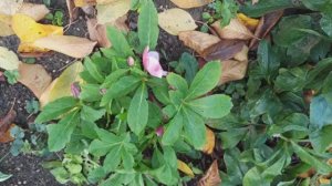 Расцвёл морозник! Я в гостях у Л. И.