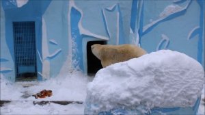 Кай выспался на даче, но кушать не очень торопился к себе в вольер 13.11.2025