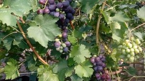 Виноград Художник