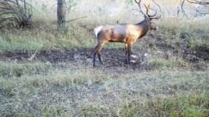Государственный природный заповедник. «Ялтинский горно-лесной».