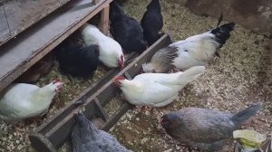 Куры-дармоедки, не несутся и не планируют.