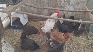 Мои куры опять переезжают в теплицу. Зима нам не страшна.