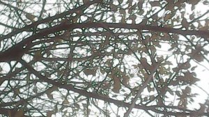 Во исполнение заповеди Христовой "почитай отца и мать"- помогаю маме в саду