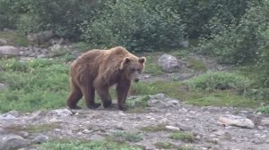 Медведь пришёл...