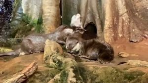 Санкт-Петербургский океанариум