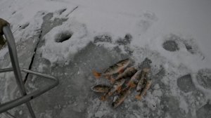 Ловля окуня.