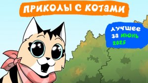 Приколы с котами. ЛУЧШЕЕ ЗА ИЮНЬ 2025 | Мемозг
