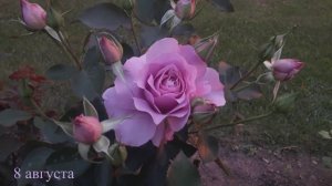 Лав Сонг , второй год в саду. пит. Марии Харченко 2025