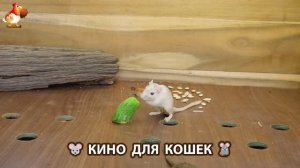 Видео для кошек про крысок развлекать питомцев 🐭🐀😂 (374)