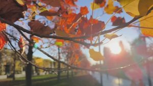 🍁🍂ОСЕНЬ, НОЯБРЬ, +18, ПАРК ГАЛИЦКОГО, КРАСНОДАР