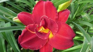 Многолетники нашего сада, сезон 2025 года