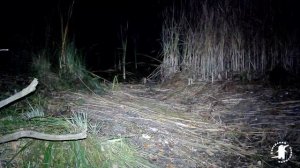 Енот-полоскун в Хоперском запведнике