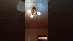 волнистые попугайчики на прогулке