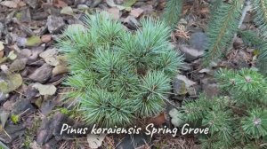 Pinus koraiensis Spring Grove