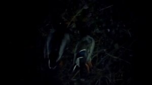 НОЯБРЬ ОХОТА НА УТКУ