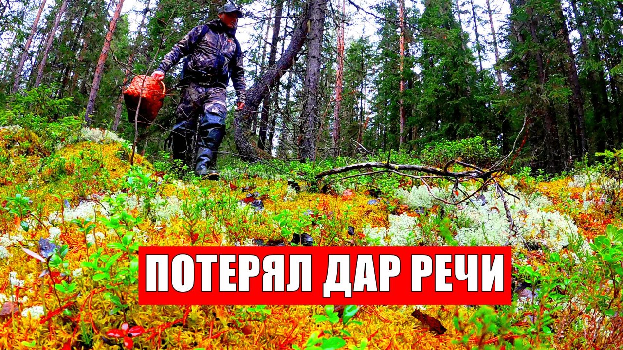 ГРИБНИК ЗАШЕЛ В ЛЕС В НОЯБРЕ И ПОТЕРЯЛ ДАР РЕЧИ! ГРИБЫ ПОВСЮДУ ТАКОГО НЕ ОЖИДАЛ! ОСЕННИЕ ГРИБЫ 2025