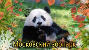 Панда. Бамбуковый мишка. Панда Катюша кушает. Московский зоопарк. Осень 2025