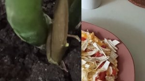 ПОКУПКИ ФИКС ПРАЙС ДЛЯ ПРАЗДНИКА 🎄 ДЕКОР САДА СВОИМИ РУКАМИ