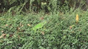 Игуана в живой природе