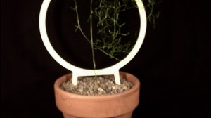 Бовиэя Bowiea volubilis танцует